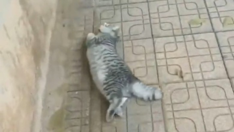 Cat-tastic Comedy Gold: The Great Cat-Pulling Escapade!