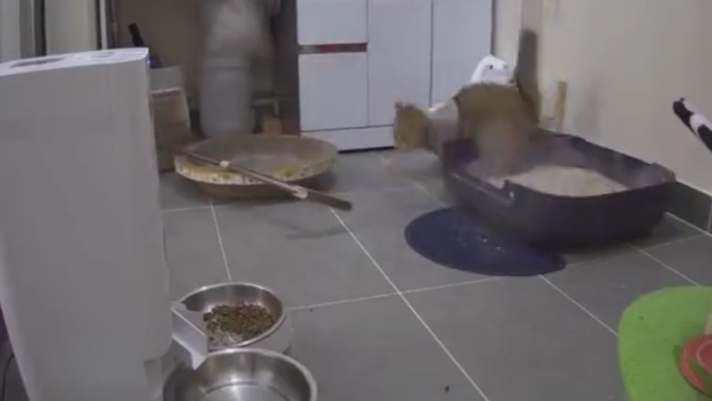 Cat-tastrophe Caught on Camera: Hilarious Chaos Unleashed by a Feline Mastermind!