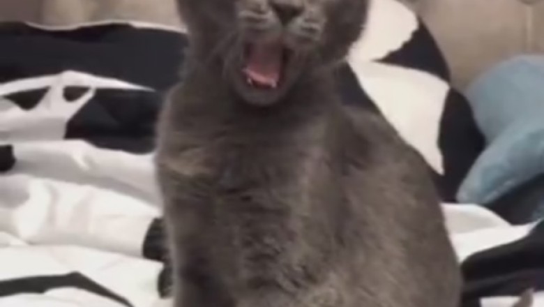 Catastic Comedy: Hilarious Hijinks of a Silly Cat Guaranteed to Make You LOL!
