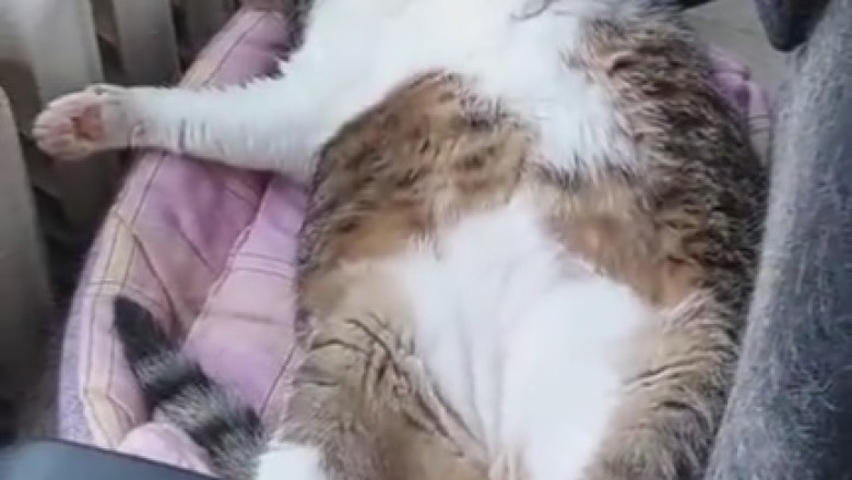 Caught in a Cat-tastrophe: Hilarious Hullabaloo Unfolds When a Sneaky Feline Gets Caught Lying!
