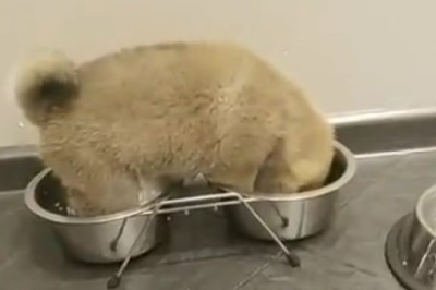 Double the Trouble, Double the Cuteness: Tiny Pups Go Bonkers Over Breakfast in Adorable Viral Video!