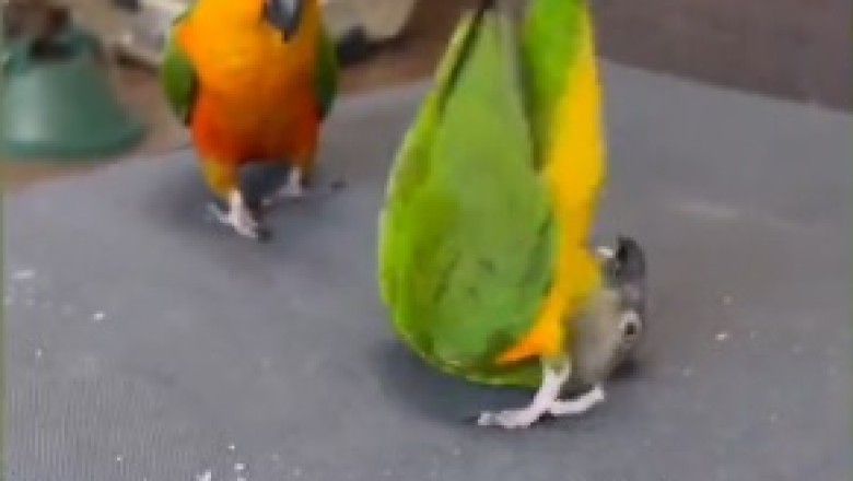 Feathered Friendship Fun! Hilarious Parrot and Parakeet Dynamic Duo Take TikTok by Storm!