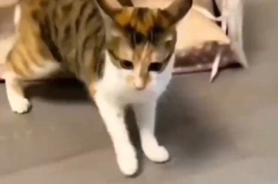 Feline Fury: Hilarious Cat Attacks Unsuspecting Dog!