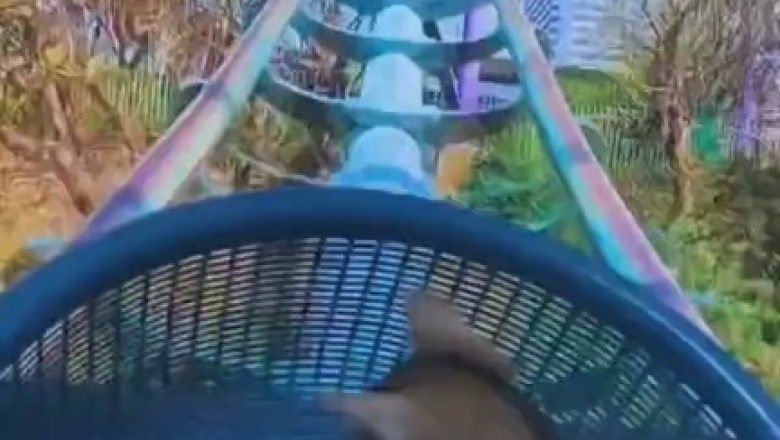 Hang in There! Hilarious Cat Rides a Swing and Steals the Show!