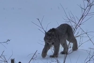 Hilarious Encounter: Camera Shy Wild Cat Goes Viral!