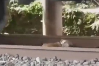 Incredible! Dog Survives Train Passing While Sleeping on Tracks