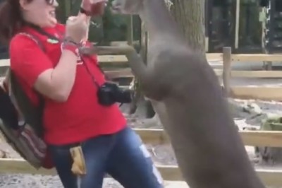 Laugh Your Tail Off with These Hilarious Funny Pets Compilation! Guaranteed to Make Your Day!