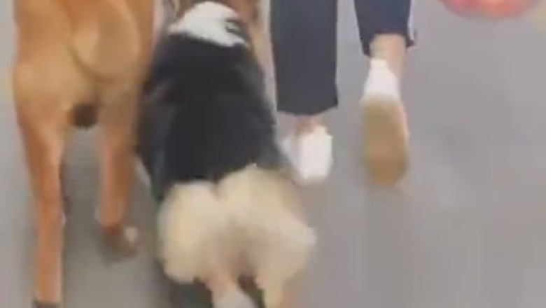 Paws and Groove: Watch This Dog Bust a Move While Walking!