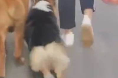 Paws and Groove: Watch This Dog Bust a Move While Walking!