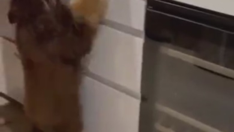 Pawsitively Groovy! Watch This Adorable Dog Get Down in the Kitchen in the Ultimate Dance Off!
