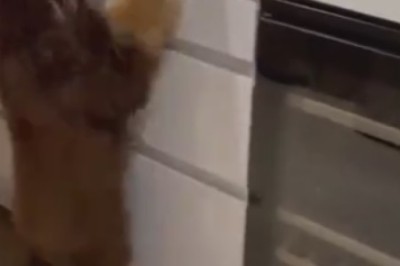 Pawsitively Groovy! Watch This Adorable Dog Get Down in the Kitchen in the Ultimate Dance Off!