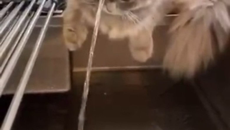 Pawsitively Purrfect: Hilarious Cat Love Tap Goes Viral for its A-meow-zing Cuteness!