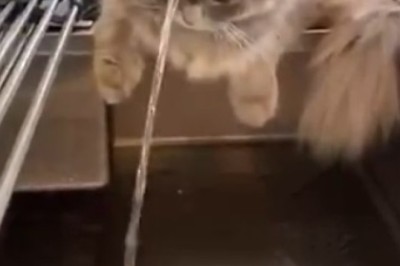 Pawsitively Purrfect: Hilarious Cat Love Tap Goes Viral for its A-meow-zing Cuteness!