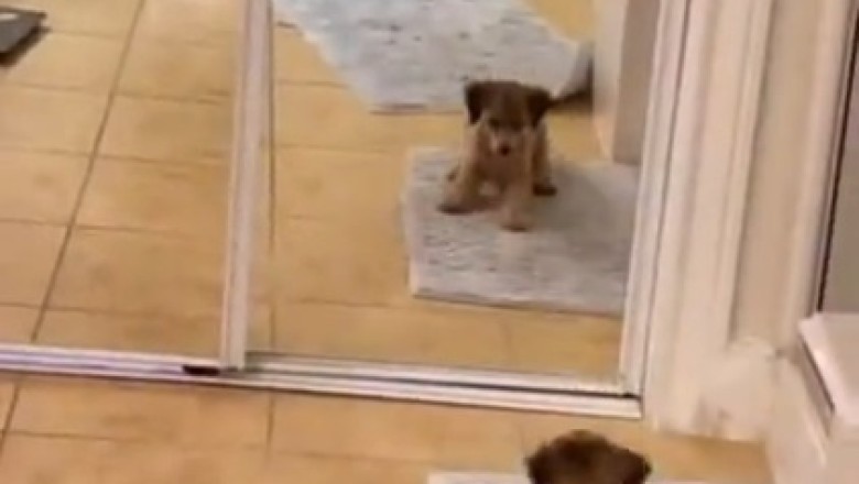 Pint-Sized Pup's Mirror Mishap: Adorable Dog Discovers His Doppelgänger! 🐶🪞😅