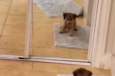 Pint-Sized Pup's Mirror Mishap: Adorable Dog Discovers His Doppelgänger! 🐶🪞😅