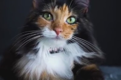 Purr-fectly Adorable: Heartwarming Hijinks of a Lovely Cat That Will Melt Your Heart!