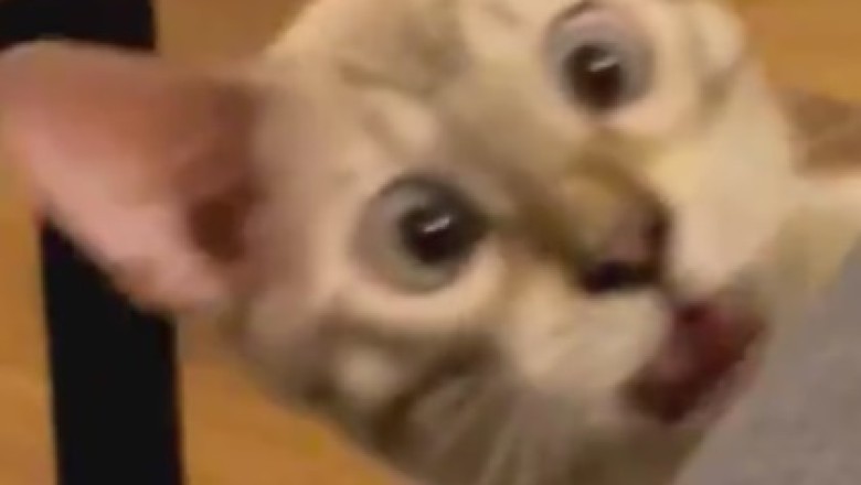Purr-fectly Clumsy: Witness the Hilarious Moment a Cat Takes a Tumble onto a Sofa!