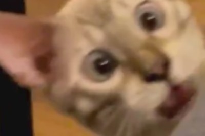 Purr-fectly Clumsy: Witness the Hilarious Moment a Cat Takes a Tumble onto a Sofa!