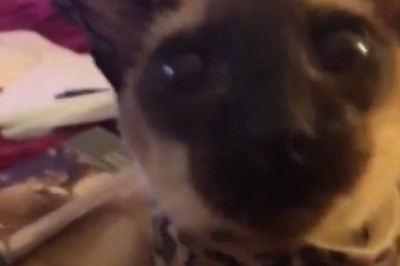 Purr-fectly Paw-some: The Ultimate Compilation of Hilarious Cat Shenanigans!