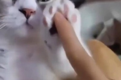 Purr-fectly Quirky: The Chronicles of a Charming Cat!