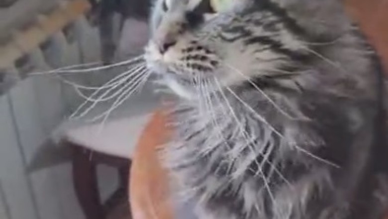 Purrfection Personified! The Adorable Antics of a Lovely Cat Will Melt Your Heart