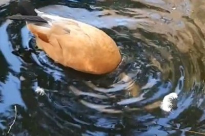 Quack Attack: The Unforgettable Comedy Showdown at the Lake with a Goose Gone Wild!