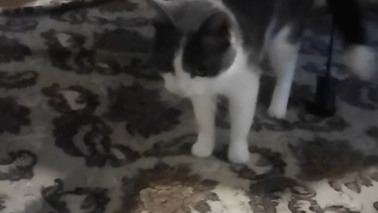 Rare Footage Emerges: Meet the Unbelievably Obedient Cat Who Puts Dogs to Shame!
