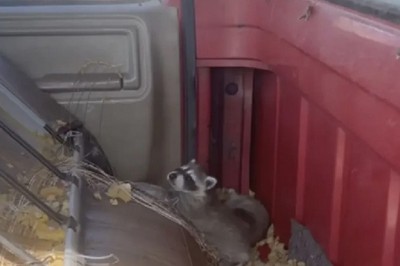 Rescue Triumph: Man Saves Raccoon Family in an Unforgettable Act of Compassion