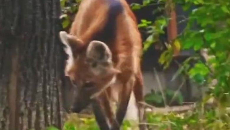 Tiny Fox, Massive Personality: Watch as a Pint-Sized Fox Tries to Fill Wolf-Sized Shoes!
