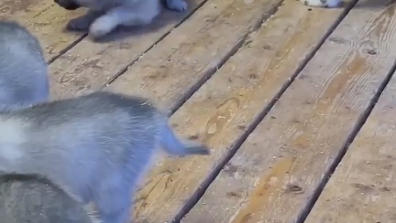 Tiny Puppy Tries to Act Tough and Gets Hilariously Schooled by She-Wolf!