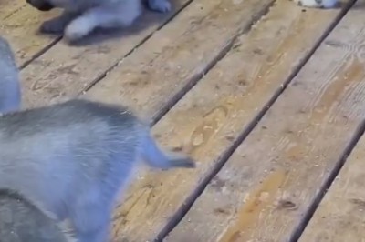Tiny Puppy Tries to Act Tough and Gets Hilariously Schooled by She-Wolf!