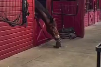Unlikely Friends: Horse and Cat Hilarity Ensues!