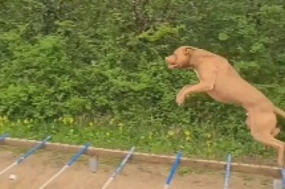 Watch This Hilarious Video: Dog Shatters World Record with 9-Meter Jump!