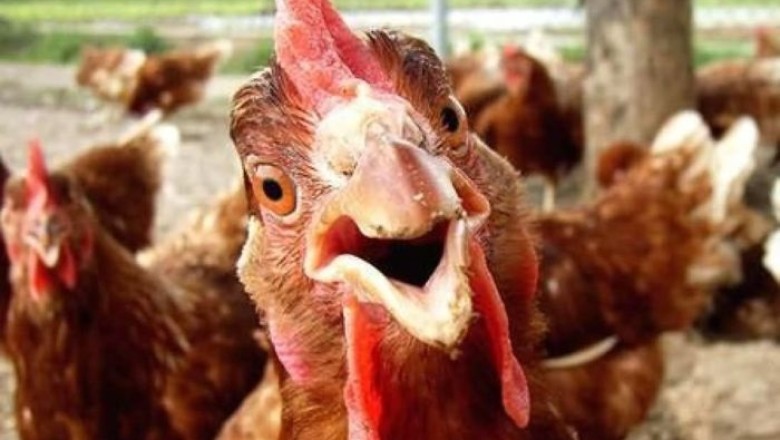 Mind-Blowing Chicken Facts You Never Knew Existed - Prepare to Be Amazed!