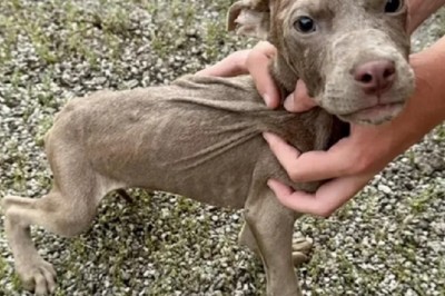 Touching Rescue Story: Six Abandoned Puppies Saved from Desperation and Given a New Lease on Life