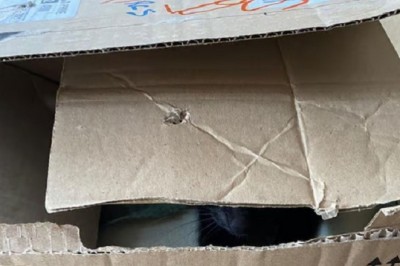 Abandoned Kitten Rescued: A Heartbreaking Tale Sparks a Global Cry for Compassion!