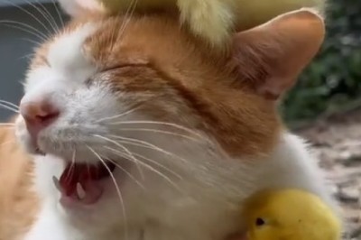 Cat and Chicks: Unexpected Best Friends in the Cutest Video Ever!