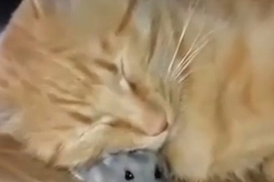 Cat Nap on a Mouse: The Cutest Power Struggle Ever!