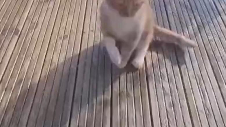 Cat's Clever Charade: Hilarious Pretend Paralysis Prank!