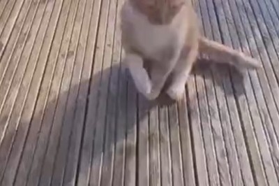 Cat's Clever Charade: Hilarious Pretend Paralysis Prank!