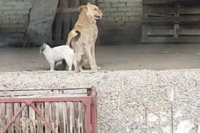 Cat vs. Dog: The Funniest Frenemies You'll Ever See!