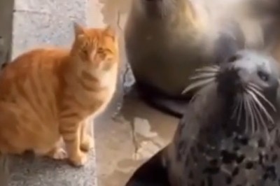 Cat vs. Seal: The Funniest Unexpected Smackdown!