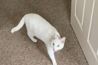 Chatty Cat Wants to Talk: Hilarious Feline Conversations!