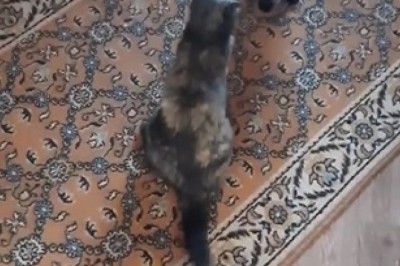 Claws Out! Epic Battle of the Felines: Two Cats Fighting!