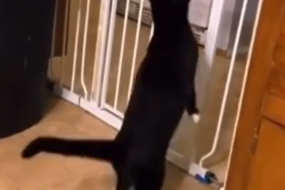 Determined Cat vs. Unyielding Barrier: Who Will Win?