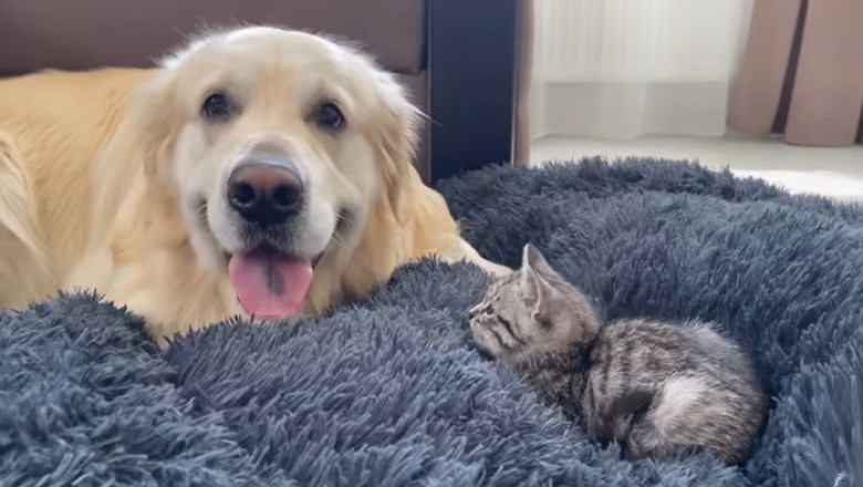 Golden Retriever's Hilarious Encounter: Kitten Takes Over His Spot!