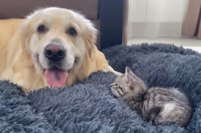 Golden Retriever's Hilarious Encounter: Kitten Takes Over His Spot!