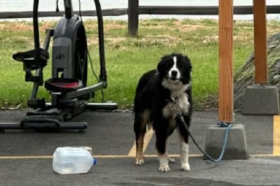 Heartbreaking Tale: Abandoned Dog 