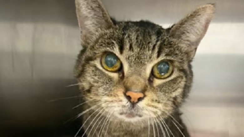 Heartfelt Plea for 17-Year-Old Daisy: Internet Rallies to Find a Forever Home for Abandoned Senior Cat!