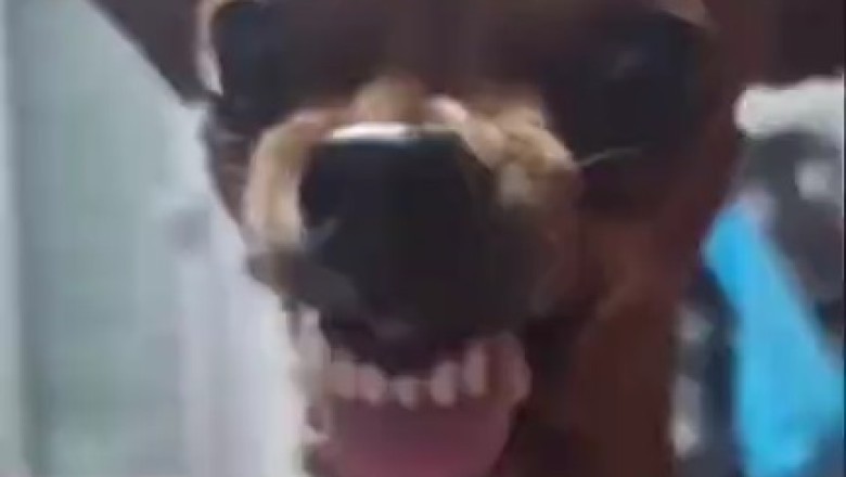 Pets Gone Wild: Hilarious Compilation of Funny Animal Antics!